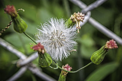 Close-up of flower growing on tree