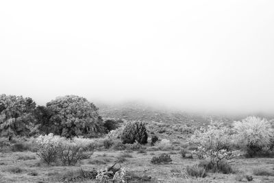 Scenic view of field against clear sky