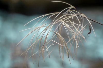 Close-up of dry plant