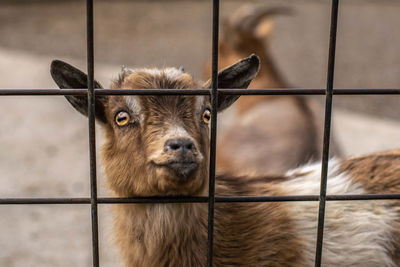 Close-up portrait of a goat against fence at zoo