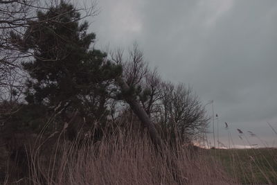 Low angle view of trees on field against sky
