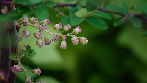 Close-up of pink flowering plant