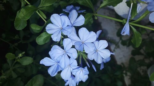 Close-up of fresh blue flowers with green leaves