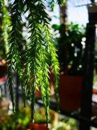 Close-up of fresh green plant