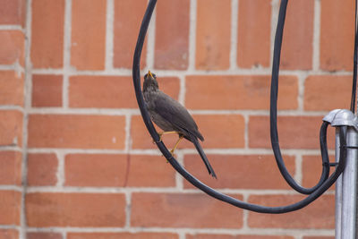 Close-up of bird perching on wall