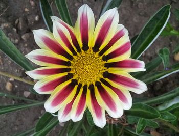 Close-up of flowers