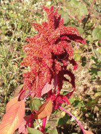 Close-up of red flowers on branch