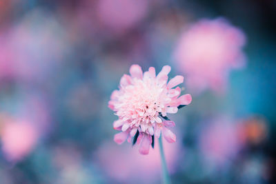 Close-up of pink flowering plant