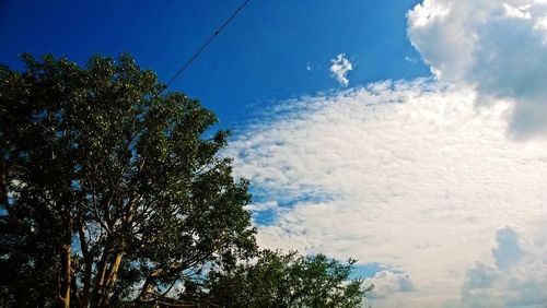 Low angle view of trees against sky