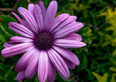 Close-up of purple flower