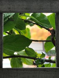 Close-up of green lizard on plant