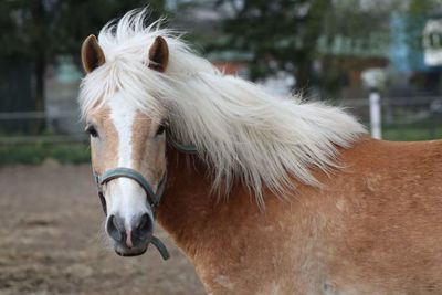 Close-up of horse