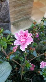 Close-up of pink flower