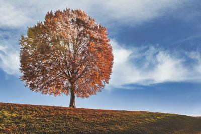 Low angle view of tree against sky