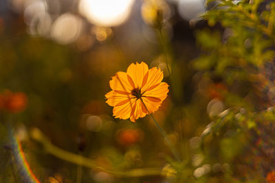 Close-up of yellow flowering plant