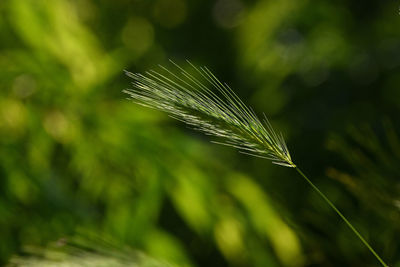 Close-up of leaves