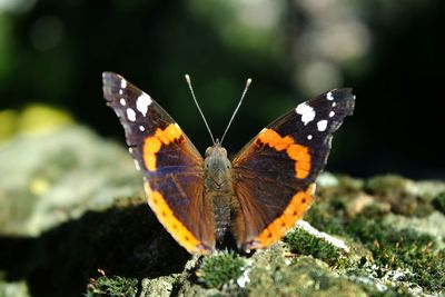 Close-up of butterfly perching on leaf