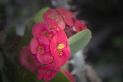 Close-up of pink flower