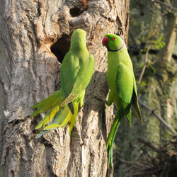 View of parrot perching on tree trunk