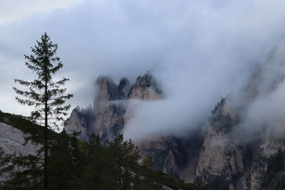 Panoramic view of trees against sky