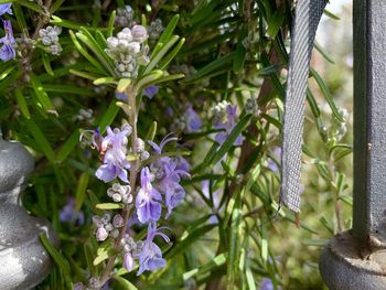 Close-up of purple flowering plants