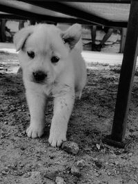 Portrait of puppy on field