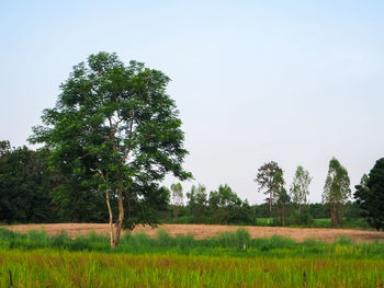 Trees on field against clear sky