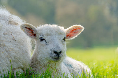 Portrait of new born lamb focusing on head nose and ears in green field 