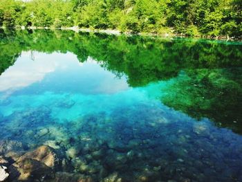 Reflection of trees in water