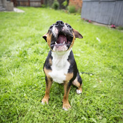Portrait of a dog on grass