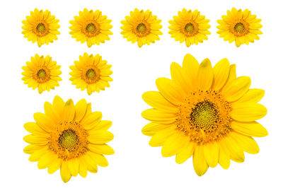 Close-up of yellow sunflowers against white background