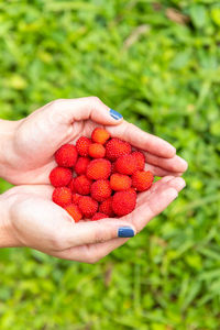 Cropped image of hand holding strawberries