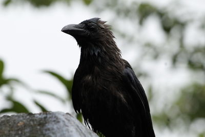 Close-up of bird perching outdoors