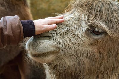 Close-up of hand feeding camel