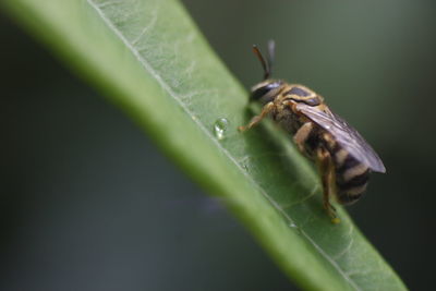 Close-up of insect on leaf