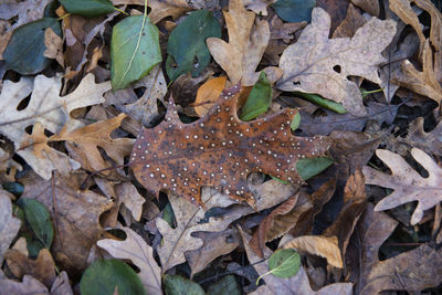 High angle view of snake on plant during autumn