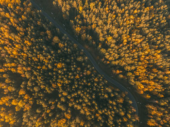 Forest road. beautiful autumn colors. sunset.