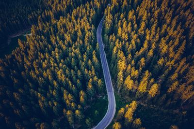 High angle view of road amidst trees in forest