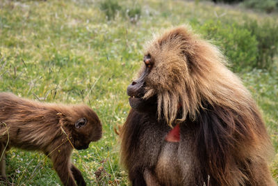 Monkeys in a field