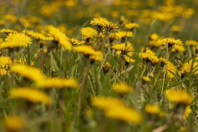 Close-up of yellow flowering plants on field