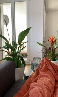 Potted plant on table at home