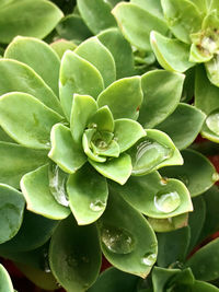 Close-up of succulent plant leaves