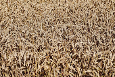 Full frame shot of wheat field