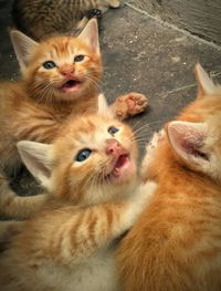 Close-up portrait of cats