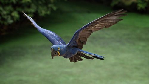 Bird flying over a blurred background