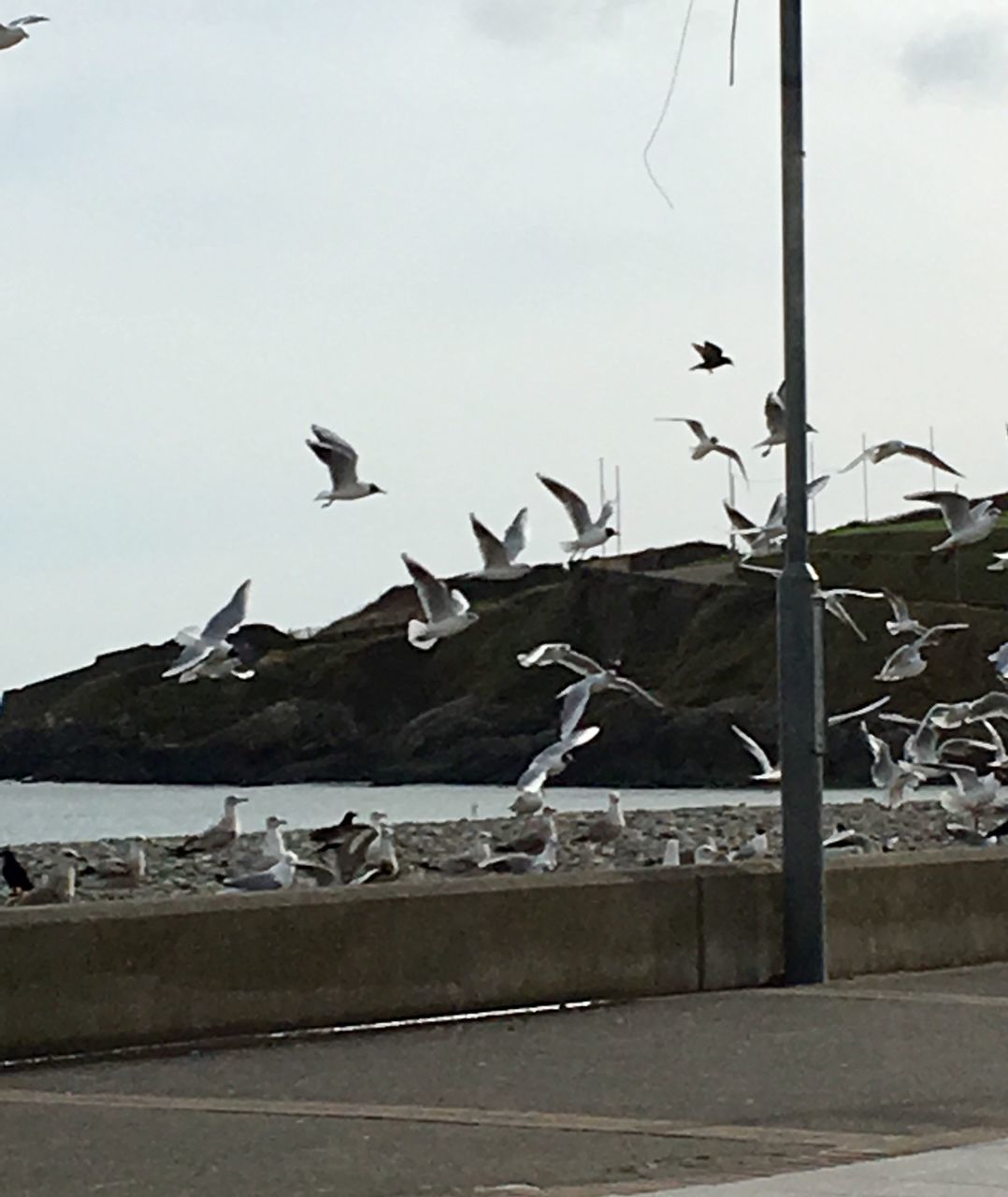 BIRDS FLYING AGAINST THE SKY