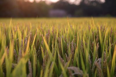 Close-up of crops growing on farm