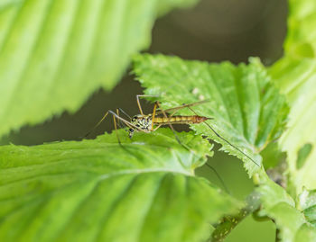 Close-up of insect on leaf