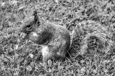 Close-up of squirrel on field