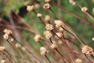 Close-up of wilted flowering plant